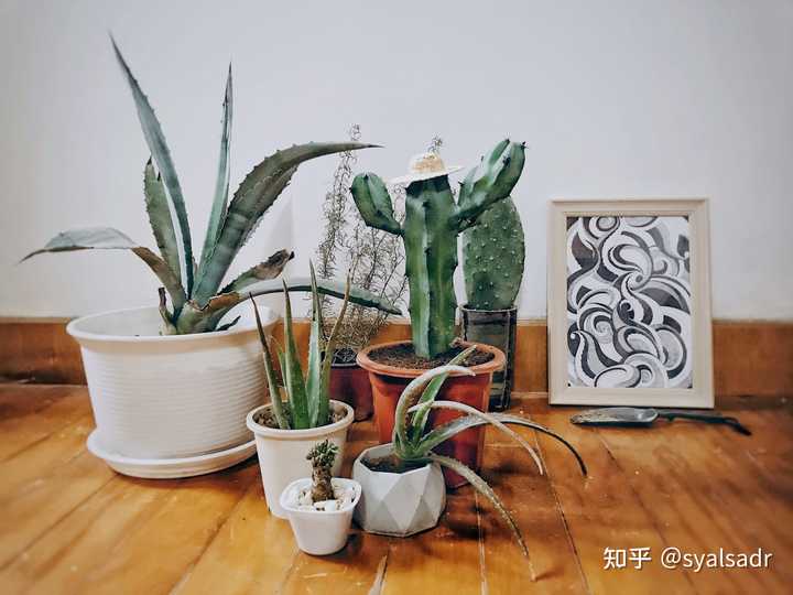 为什么植物大战僵尸这款游戏能经久不衰 人气不跌 知乎