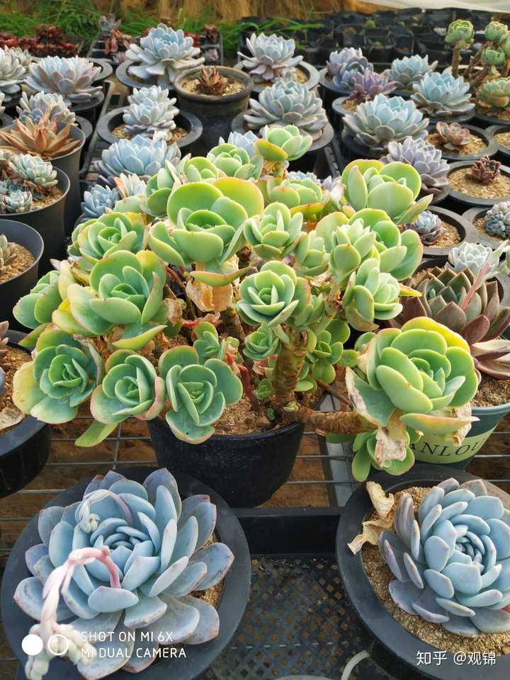 碧桃徒长怎么弄好看?