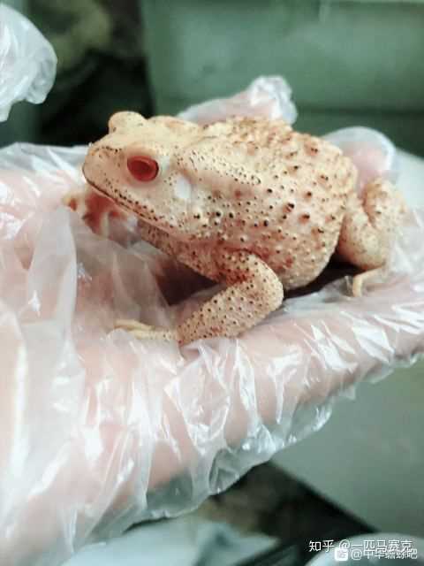癞蛤蟆真的可爱特别是两个眼睛水汪汪的还有可爱的小爪子这么可爱的小