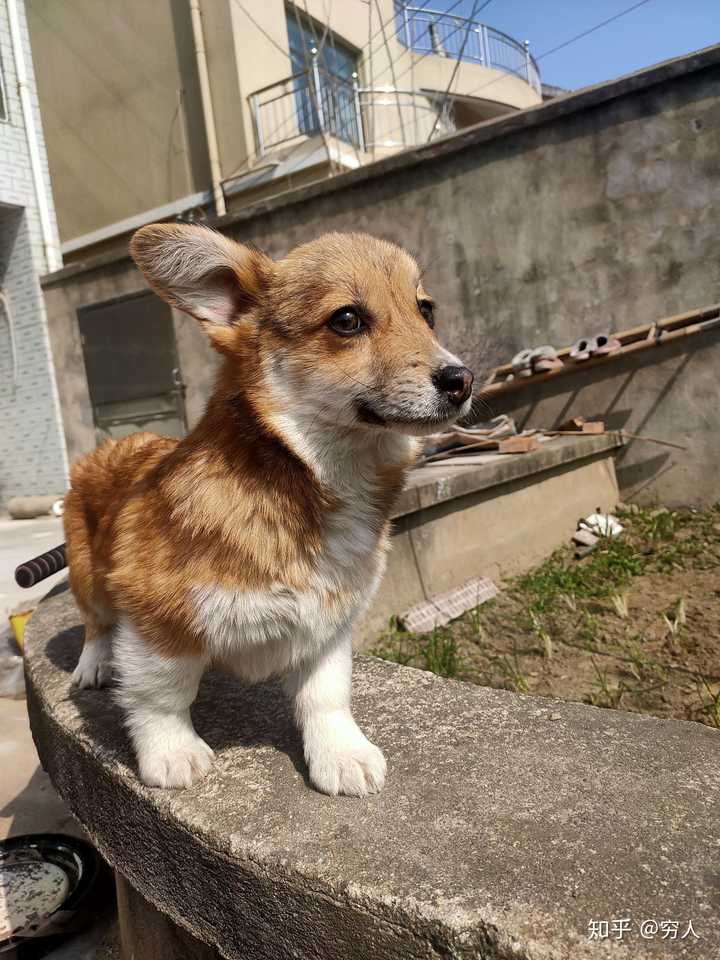 買一隻柯基幼犬要多少錢