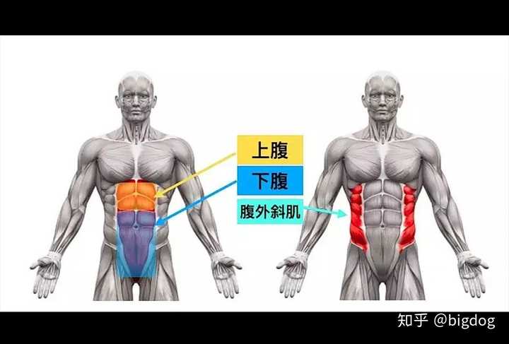腹背肌的正确方法图解图片
