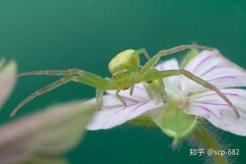 超级小绿色蜘蛛有毒吗 夏天最常见的绿色蜘蛛 绿色蜘蛛有什么寓意