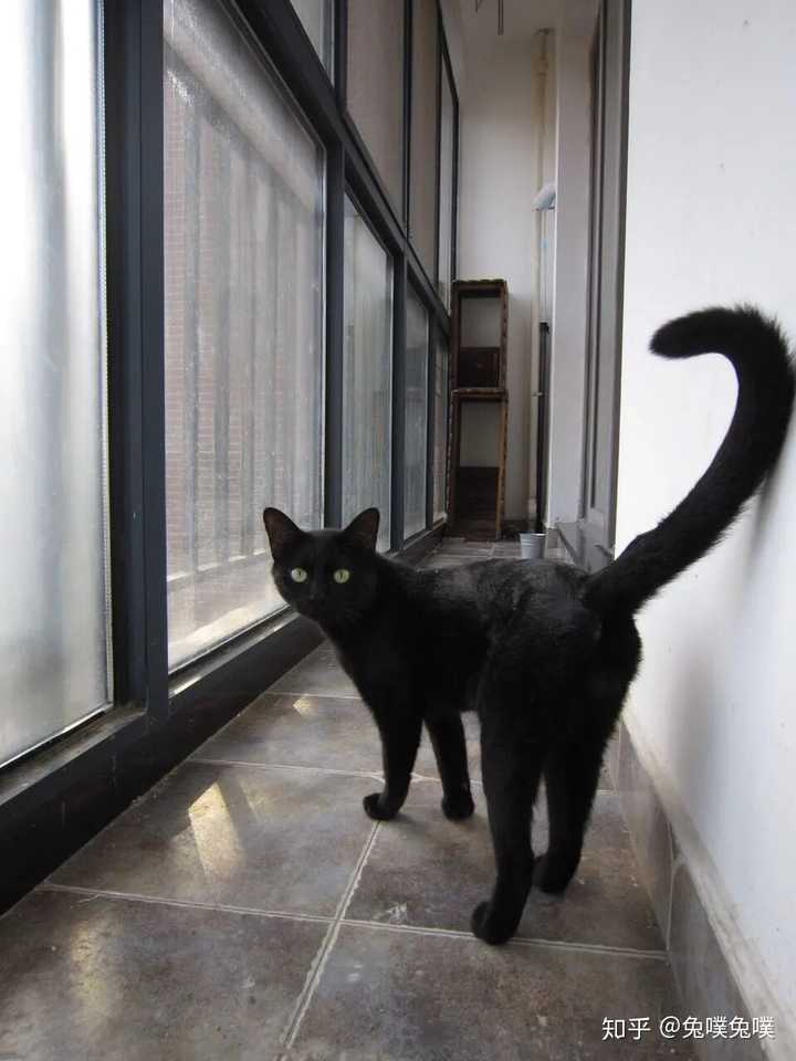 其实我家养的不是两只猫, 是三只…… 第三只是黑猫,跟白团团是同胞