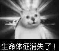 大佬们你们有这只猫的表情包吗?