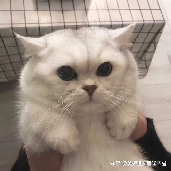 猫舍为什么不卖非绝育猫 知乎