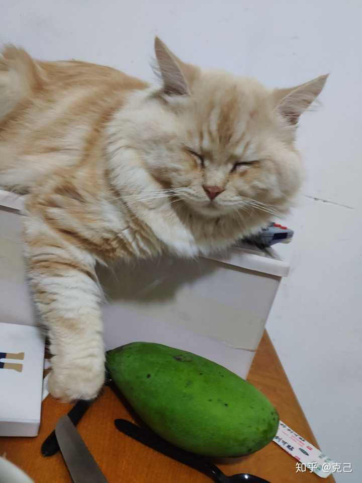 卖家说这是布偶和橘猫的串,想问下这是串还是就是橘猫啊?