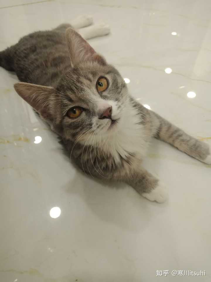 灰色狸花猫罕见吗 知乎