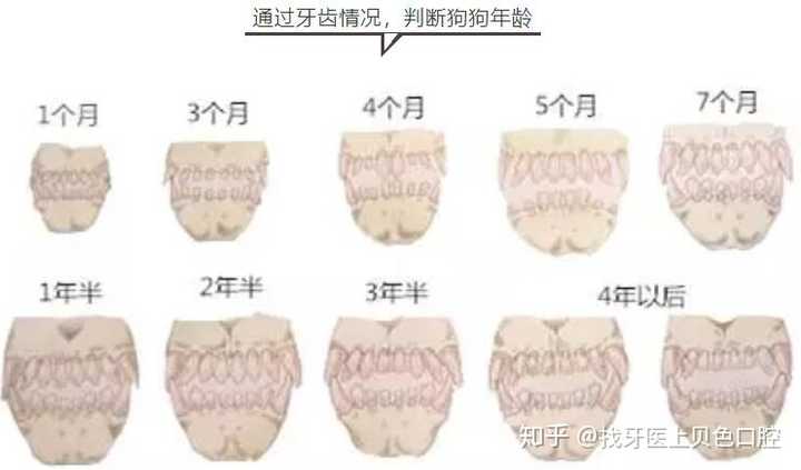 看金毛牙齿就能判断年龄吗