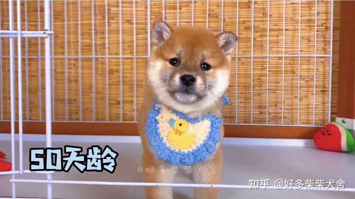 请问柴犬这种黑豆豆眉毛正常吗 知乎 请问柴犬这种黑豆豆眉毛正常吗 知乎