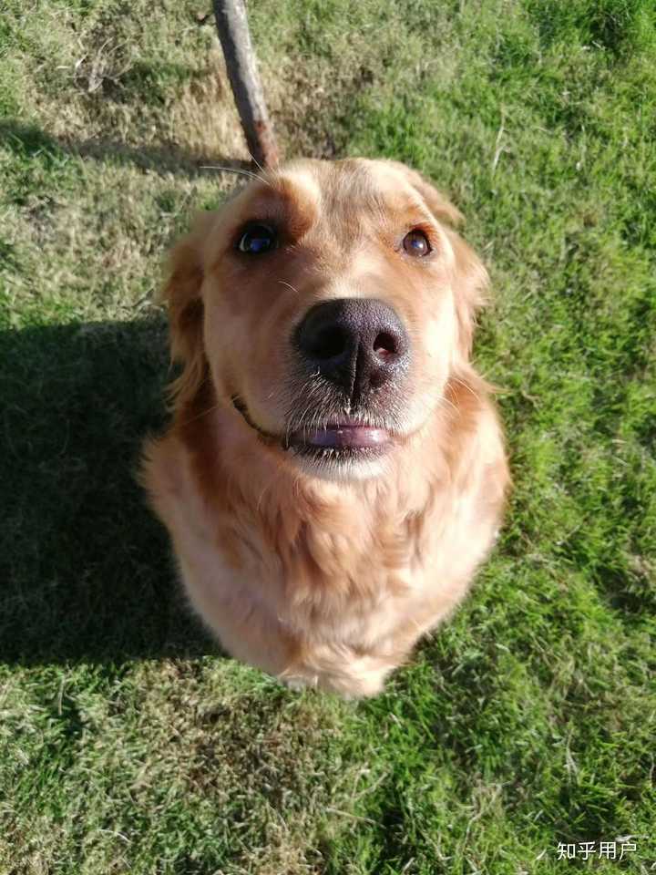 狗狗咧嘴真的是在笑吗? - 知乎