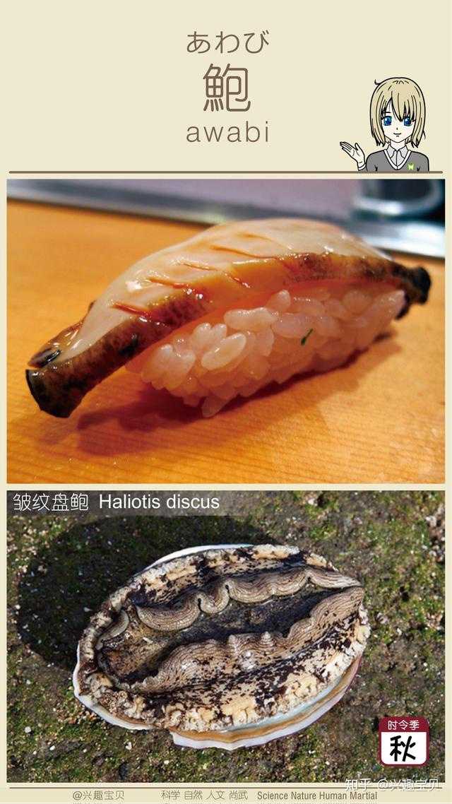 日本寿司一般会用到什么鱼 刺身的话除了三文鱼还有什么比较出名的鱼种供选用 知乎