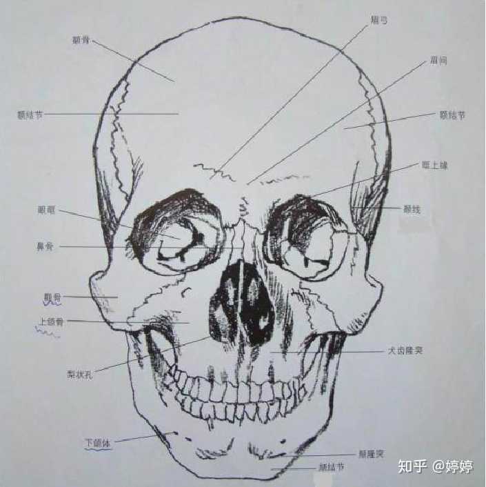 从面部骨骼来说