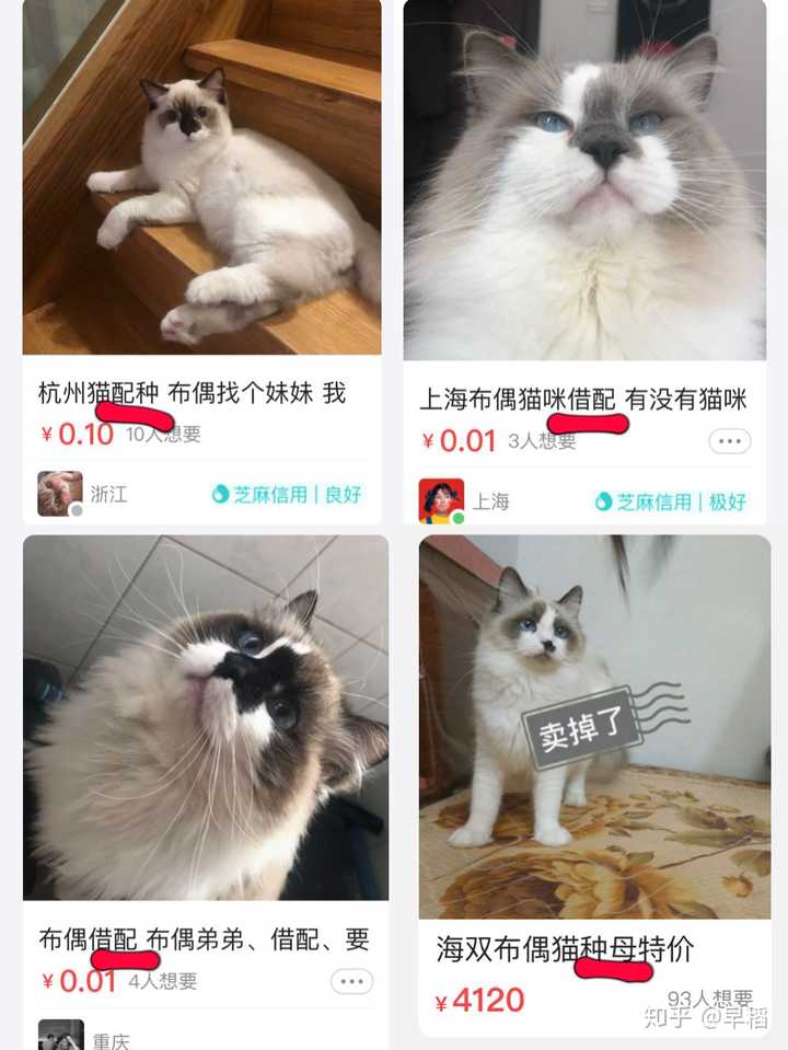 为什么布偶猫那么贵 布偶猫会不会成为下一个藏獒 知乎