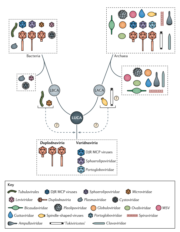 看资料现在通常认为植物 动物 细菌等都有共同祖先,也就是露卡(luca)