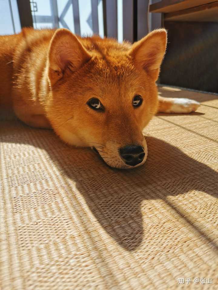 不限品种,田园犬甚至土猎什么都看过,后来不知道在哪看到说柴犬是最爱