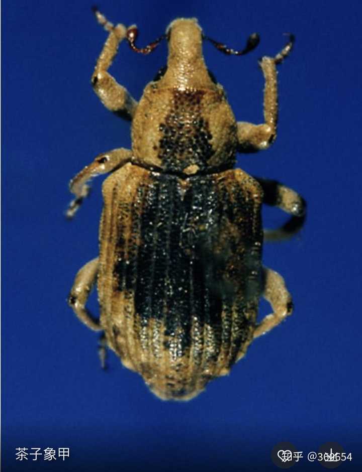 好像是象甲虫(图片源于百度)