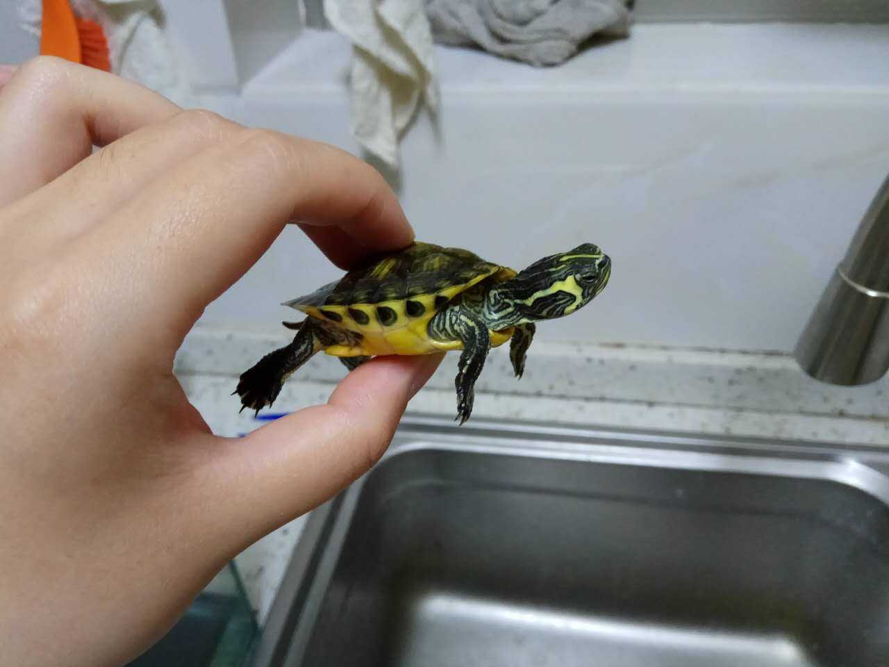 朋友把巴西龟和中华草龟一起养,结果,巴…