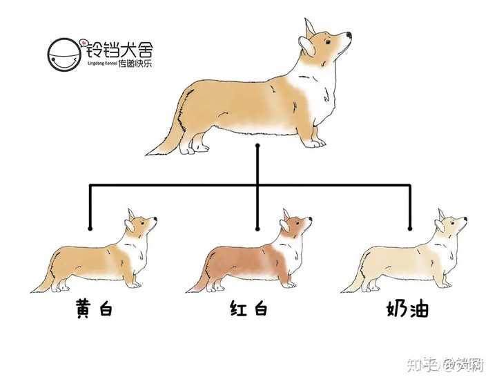 柯基如何挑选 价格在多少 购买时应该注意什么 知乎 柯基如何挑选 价格在多少 购买时应该注意什么 知乎