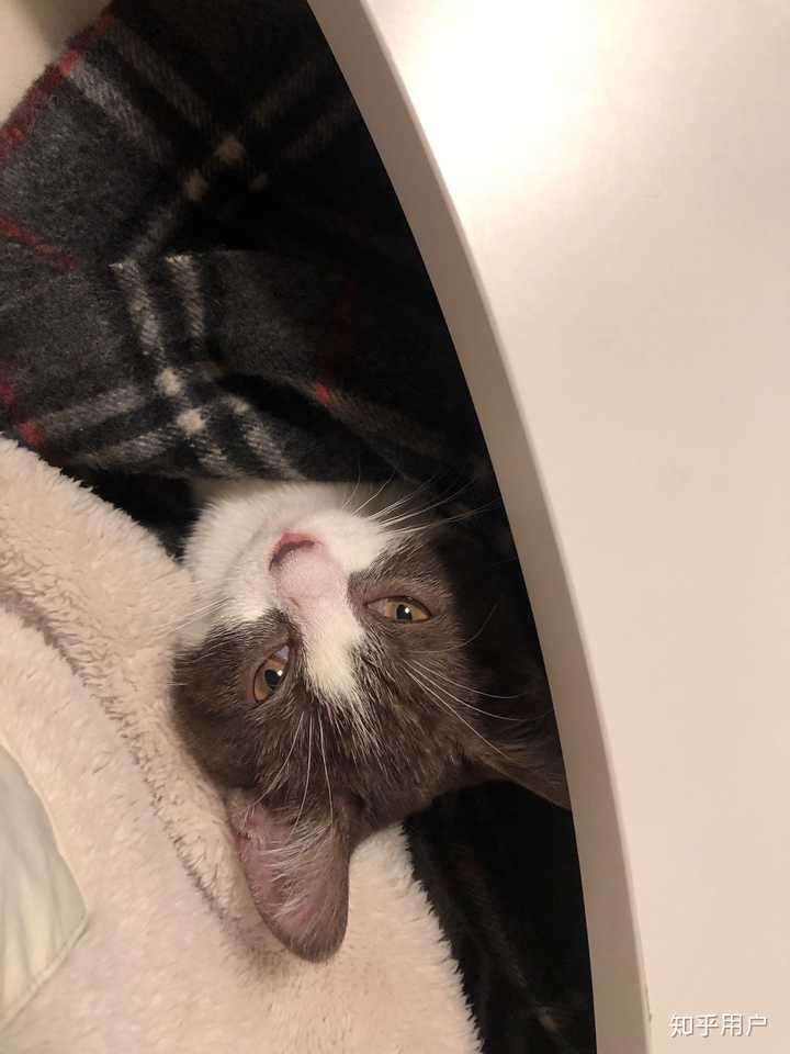猫咪生病了 花很多钱治病应该吗 知乎 猫咪生病了 花很多钱治病应该吗 知乎