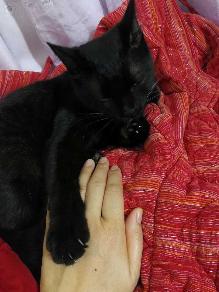 养黑猫会带来噩运吗 知乎 养黑猫会带来噩运吗 知乎