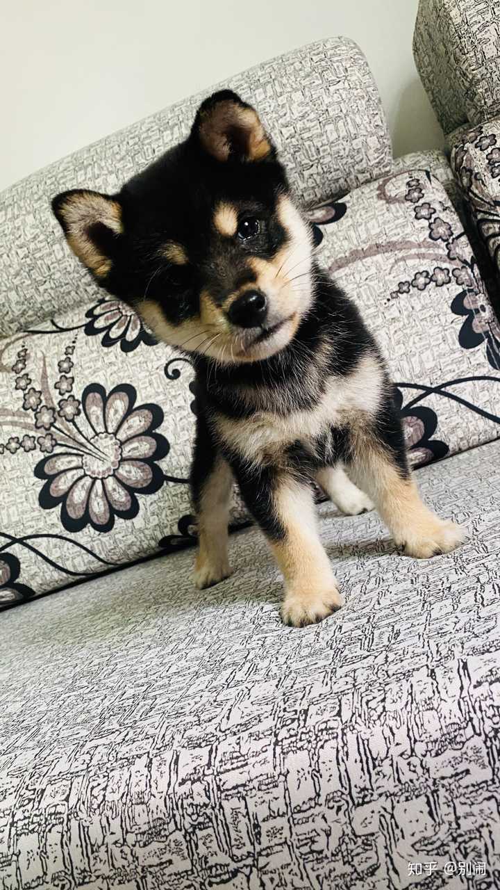 如何分辨柴犬的品相 知乎 如何分辨柴犬的品相 知乎