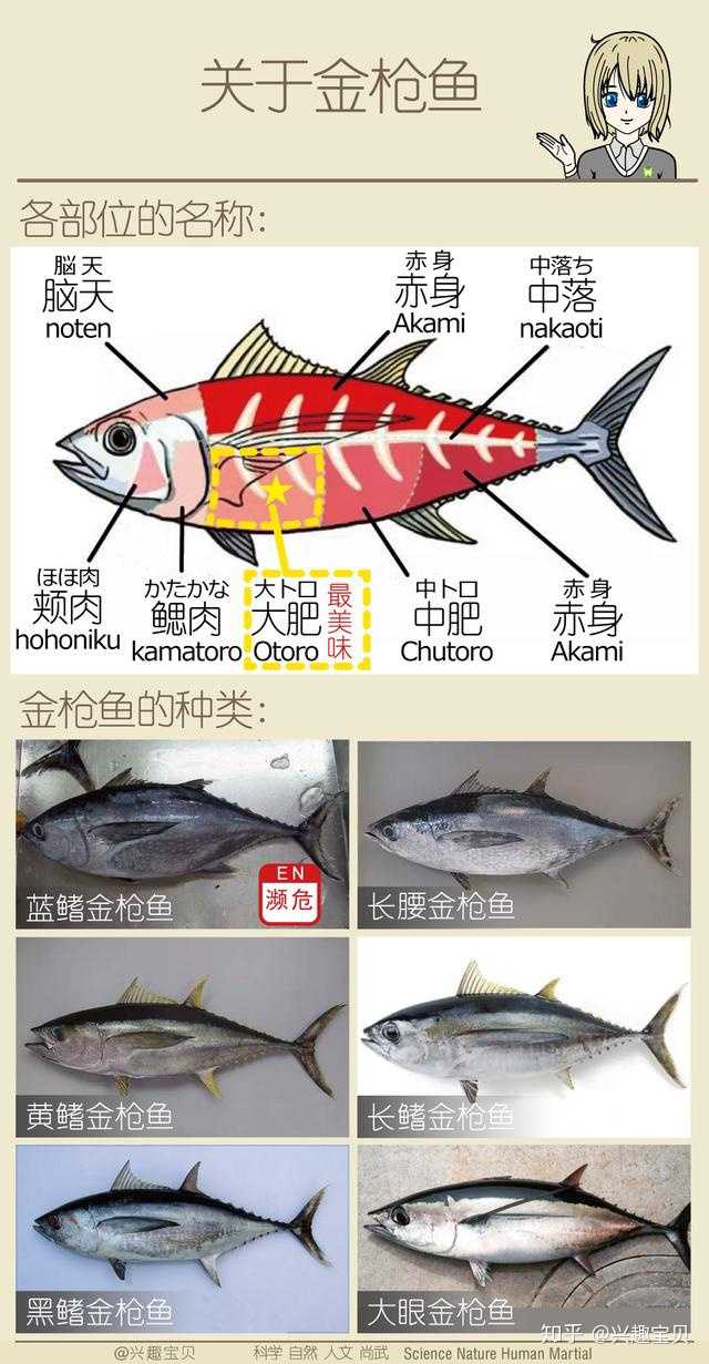 日本寿司一般会用到什么鱼 刺身的话除了三文鱼还有什么比较出名的鱼种供选用 知乎