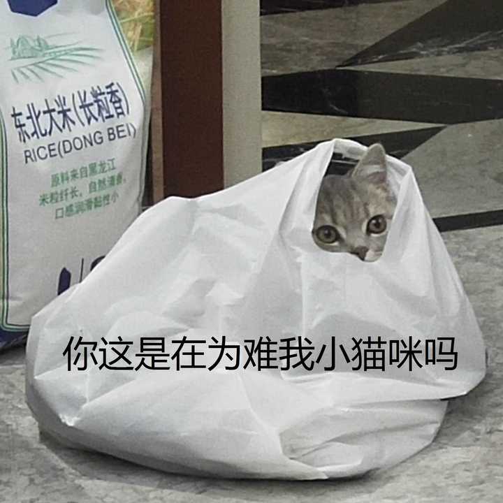 你这是在为难我小猫咪吗
