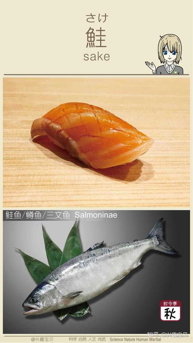 日本寿司一般会用到什么鱼 刺身的话除了三文鱼还有什么比较出名的鱼种供选用 知乎 日本寿司一般会用到什么鱼 刺身的话除了三文鱼还有什么比较出名的鱼种供选用 知乎