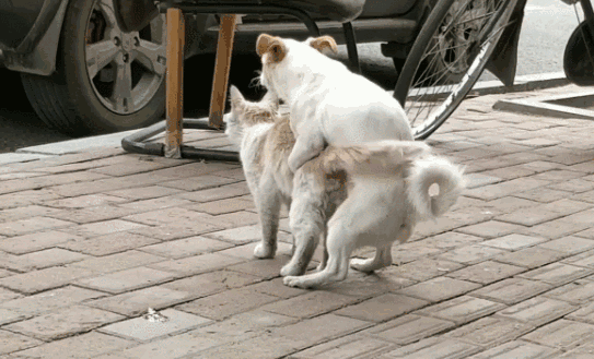 知乎