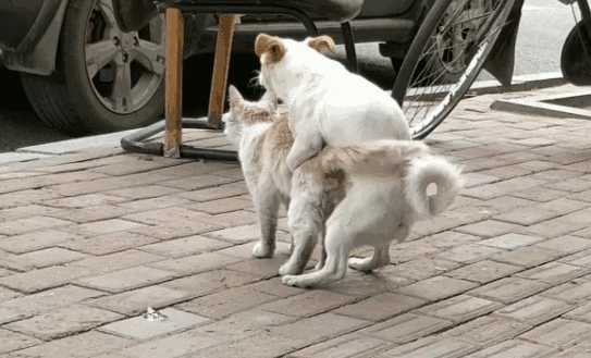 猫和狗能交配吗