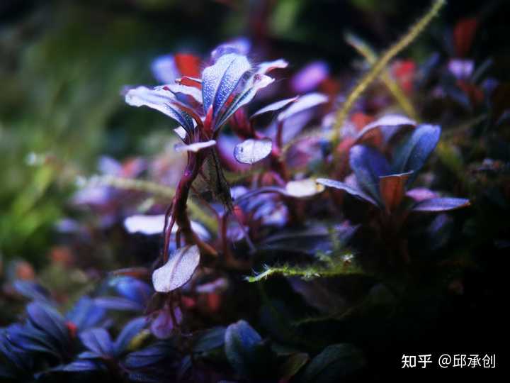 鱼缸里种什么种类的水草最容易打理 请推荐几种好养好看的 知乎 鱼缸里种什么种类的水草最容易打理 请推荐几种好养好看的 知乎