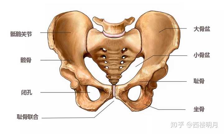 臀部看股骨头位置图图片
