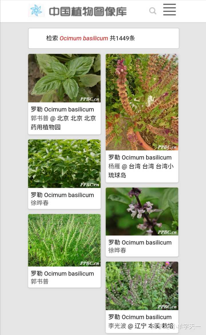 客家人的碧池香草学名是什么?