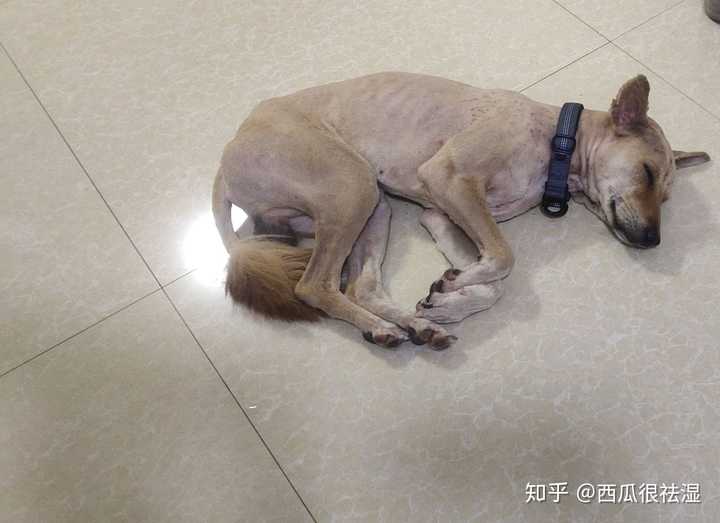 把土狗养成高级犬是一种怎样的体验 知乎 把土狗养成高级犬是一种怎样的体验 知乎