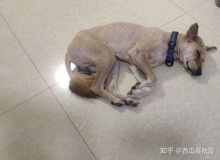 把土狗养成高级犬是一种怎样的体验 知乎