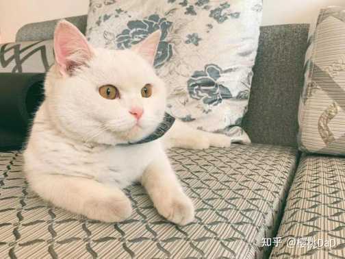多大的猫咪可以开始吃猫粮 知乎 多大的猫咪可以开始吃猫粮 知乎