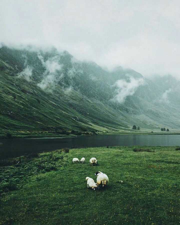 有哪些让你一眼万年的绿色系壁纸?