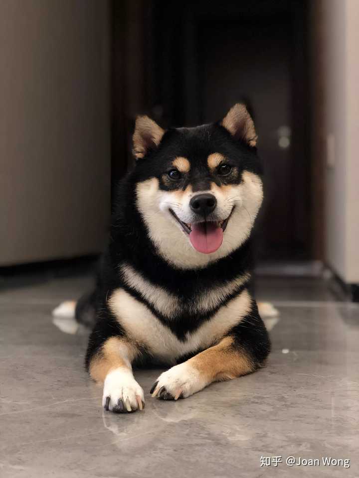 如何购买一只优秀的黑柴,黑柴价格目前是多少?