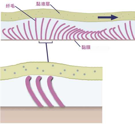 鼻腔黏膜表面纤毛摆动运送黏液层示意图(可逆重力方向)