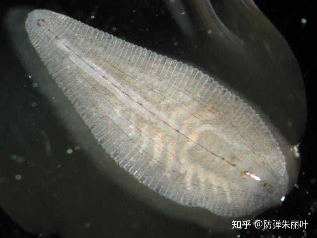 涡虫对鱼缸有害吗 鱼缸蛋白虫图片 水草缸涡虫怎么杀死