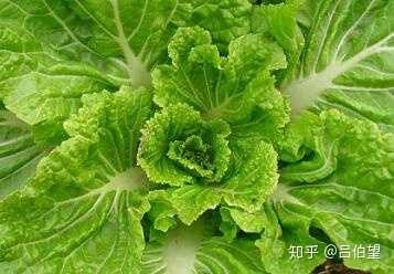 北方的小白菜是大白菜的小时候吗? - 知乎
