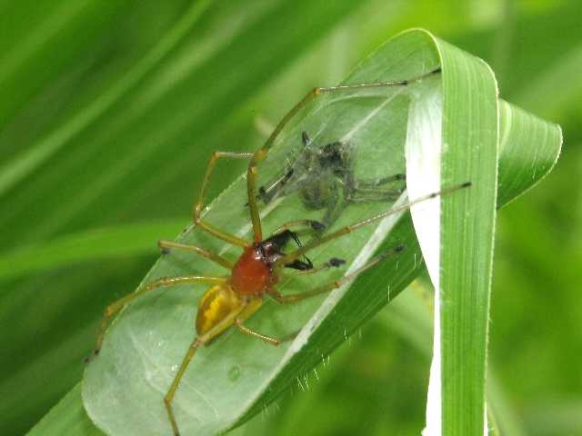 管巢蛛会把叶片卷成管状作巢,故名管巢蛛