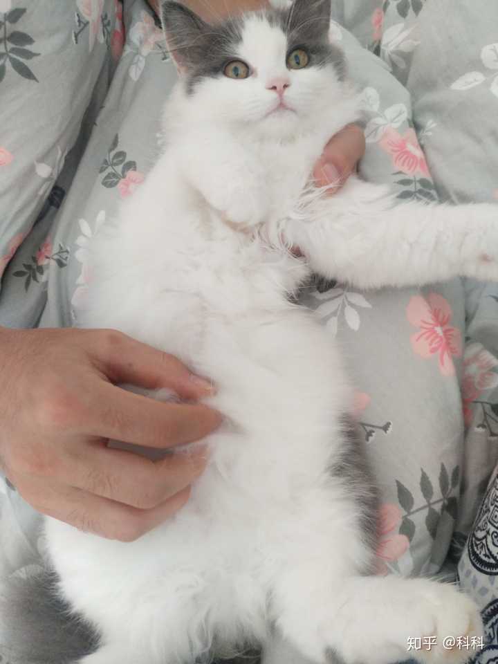 睡觉的时候会把自己裹成球.