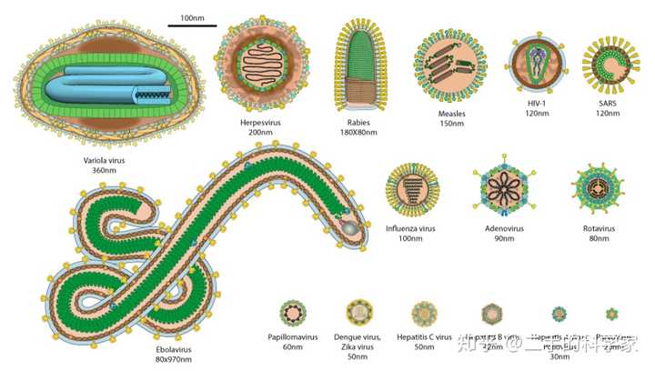 有没有比细胞大的病毒?