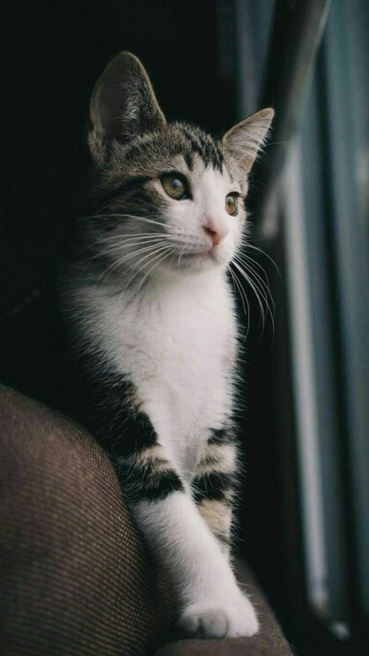 有哪些值得推荐的 qq 聊天背景照片?