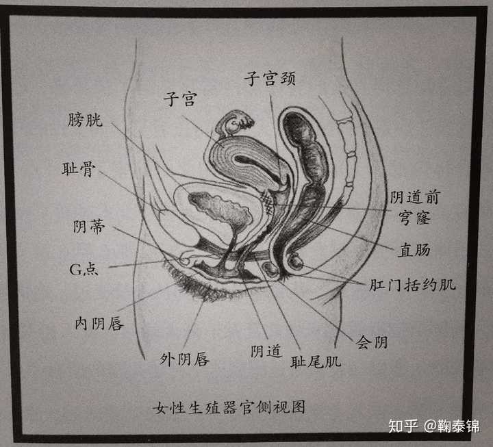 妻子性冷淡 因为性生活不和谐可以离婚吗 忍了好多年了 知乎