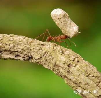 蚂蚁能够举起相当于自己50倍体重的重物(图片来源:topnews.in)