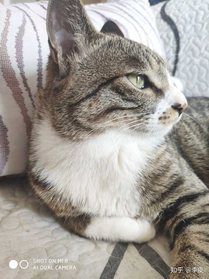 猫奴们可以用图片或者小视频展示一下吸猫的日常吗?