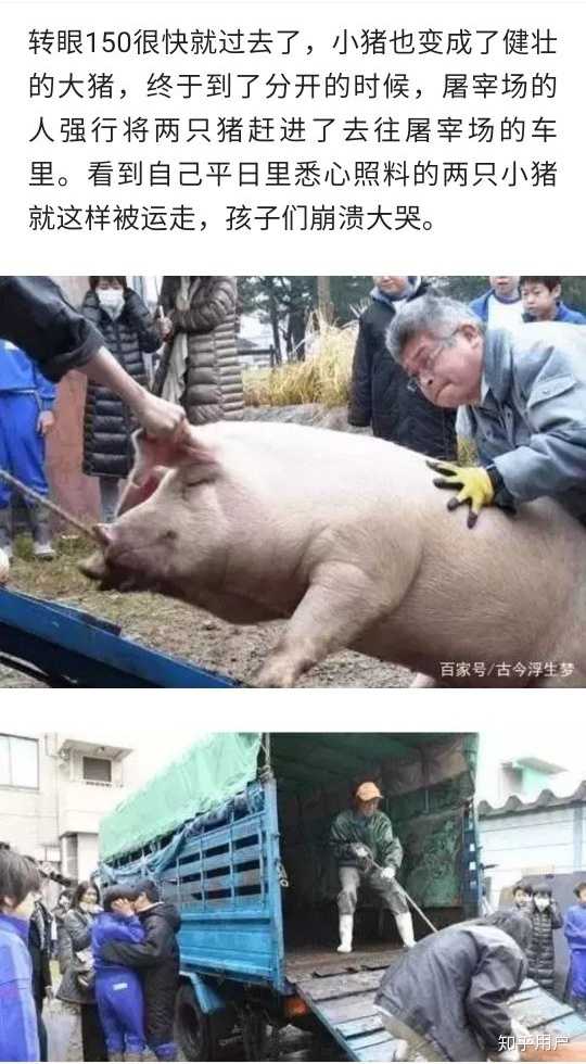 猪咖里的猪长大后会被送到哪里 知乎 猪咖里的猪长大后会被送到哪里 知乎