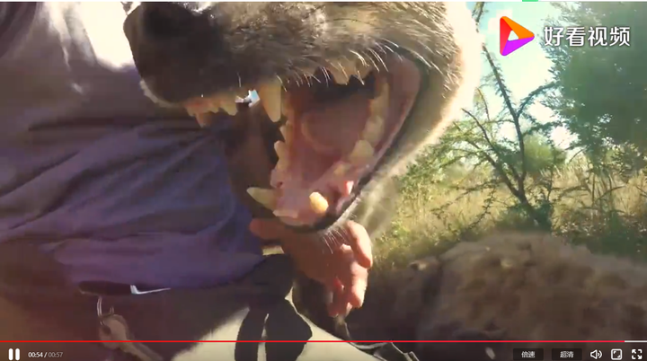 这是一只公鬣狗的牙齿,可以看到,绝对是一只身经百战的鬣狗.